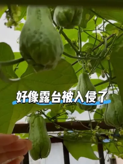 好像金牛座都很喜欢种菜养花养宠物🥬 自从开始养植物后，感觉自己每天都能量满满气血很无聊的样子😅是我的错觉吗？#阳台种菜 #佛手瓜 #我的小菜园 #种植小技巧 #日常