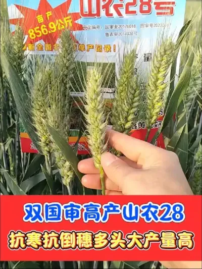 双国审高产稳产小麦品种山农28号 矮杆高产山农28，全国十大骨干型品种，好品种等你种#山农28 #高产小麦品种 #小麦高产 #小麦 #农业种植