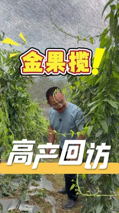 金果榄高产优选，药农致富新选择！#金果榄#金果榄种植#三农#农业技术推广#农业种植
