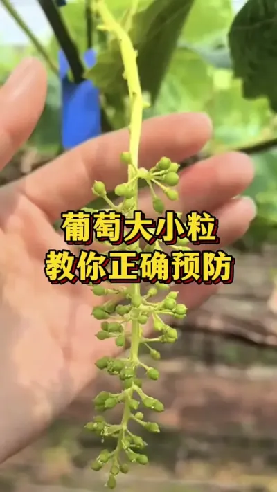 葡萄大小粒，教你正确预防#农业种植 #三农 #农业种植