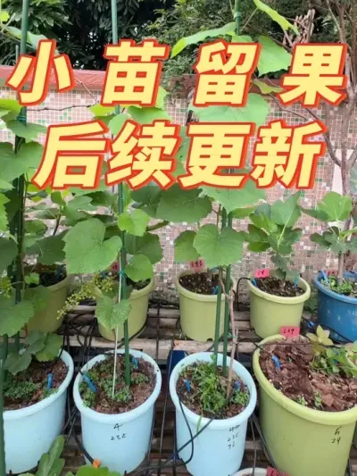 葡萄小苗留留果穗对比情况后续更新。#盆栽葡萄#寒香蜜