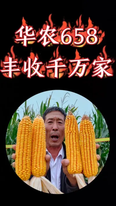 高产玉米🌽品种华农658精装双龙版到货了，火爆热销中#高产玉米 #高产玉米种子 #最新国审高产玉米种子 #玉米 #农资肥料