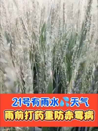 雨水天气来临重防重防小麦赤霉病 防好小麦赤霉病，抽穗50%以上雨前打药预防，雨后间隔5至7天补防#小麦赤霉病 #小麦 #小麦种植 #农资肥料 #抖音助农