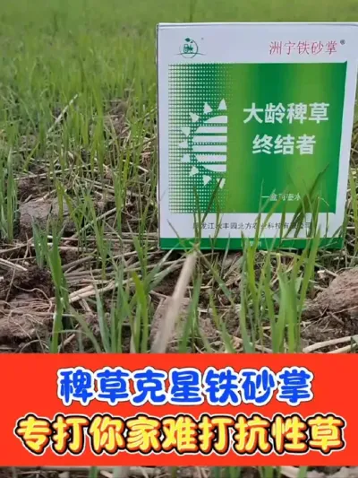 抗性青稗海绵稗马唐牛筋千金子就用铁砂掌 水稻三叶后使用，用了铁砂掌，除草很轻松#水稻种植 #水稻除草 #水稻除草剂 #铁砂掌除草剂 #农资肥料