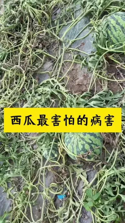 #西瓜种植 #西瓜种植技术#西瓜病害#种西瓜#大棚西瓜