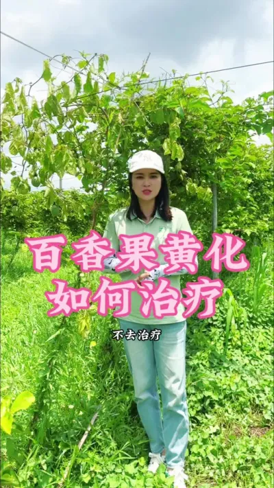 百香果黄化问题我们如何治疗，一个视频告诉你！#乡村守护人 #三农 #我的乡村生活 #新农人计划 #百香果@抖音小助手 @DOU+小助手