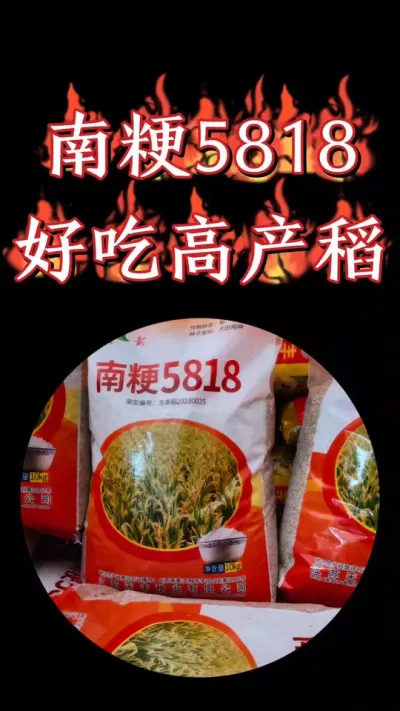 好吃又高产的南粳5818终于到货了，让大家久等了，赶紧抢吧#农资肥料 #水稻 #水稻种植 #好吃水稻 #水稻种子