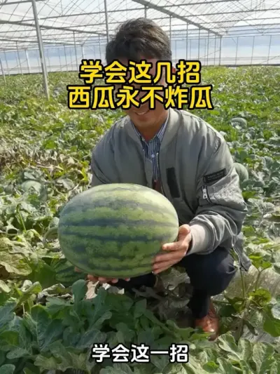 #西瓜种植#西瓜管理#西瓜高产#西瓜炸瓜 #炸瓜