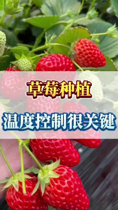 草莓种植，温度控制很关键#农业种植 #三农 #优质农产品