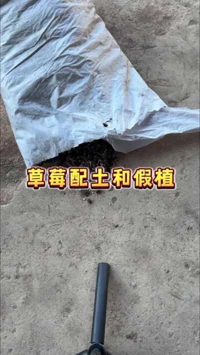 草莓配土和假植。今年的温度实在是太过分了，先假植一小部分吧，种植槽还没做完呢，做完了发种植槽搭建全过程#草莓#盆栽草莓#我的农村生活 #贝子的盆栽小果园 #楼顶果园