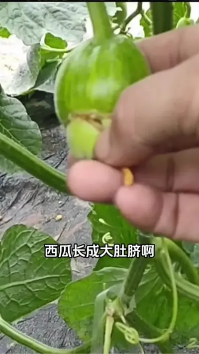 #西瓜种植技术 #西瓜管理 #西瓜种植 #农业种植 #西瓜高产