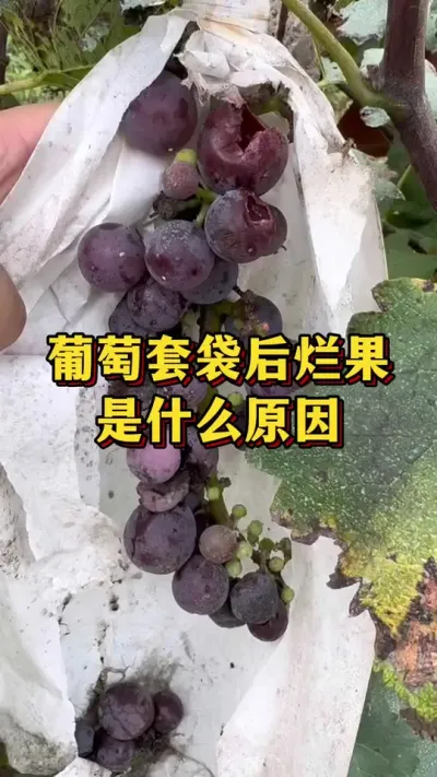 葡萄套袋后烂果，是什么原因#农业种植 #三农 #果树种植