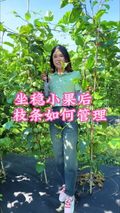 百香果坐稳小果后我们该如何管理枝条！#乡村守护人 #支持三农扶持三农发展 #新农人计划2024 #百香果 #抖音助农 @抖音小助手 @DOU+小助手