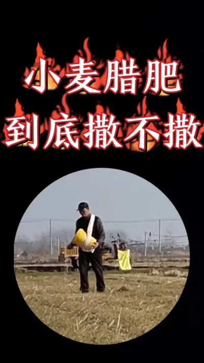 小麦要不要追施腊肥？追什么肥？#三农种植 #农资肥料 #小麦 #小麦种植 #小麦管理