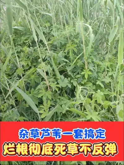 芦苇和杂草一套扫光光 死草烂根组合可以除芦苇茅草游草阔叶草，死草干净不影响下茬种植#除草剂 #农资肥料 #除草 #抖音助农 #灭生性除草剂