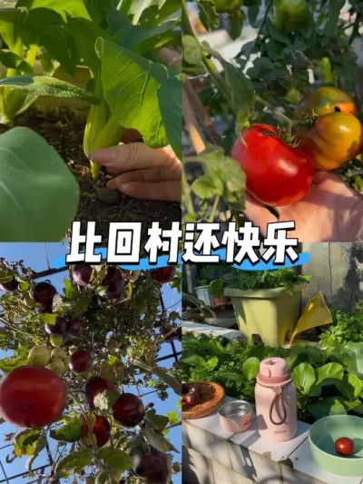 这是你成为种田文女主之后想过的生活吗？ #阳台种菜 #采摘 #田园生活 #种草莓#无花果