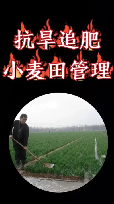 这雨是实在难下，有条件趁这几天气温高抓紧浇水，提高小麦抗冻能力#小麦 #三农种植 #小麦种植 #小麦高产技术 #农资肥料