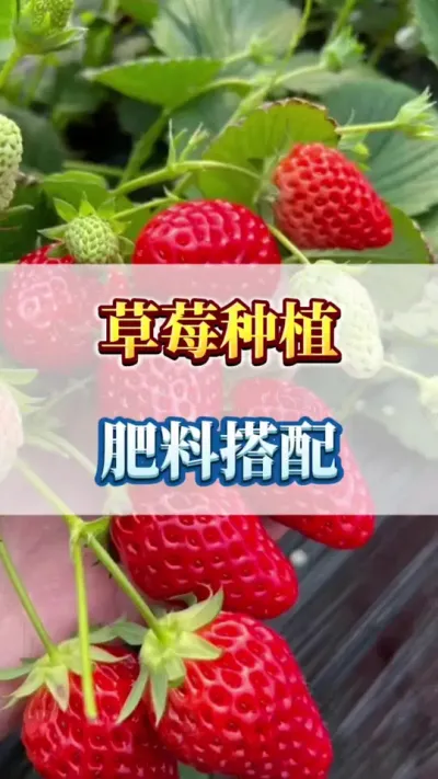 草莓种植，肥料搭配#草莓种植 #三农 #优质农产品