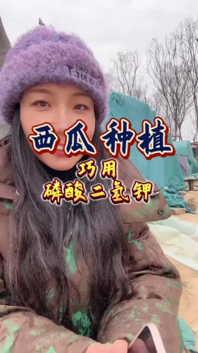 #西瓜种植 #增产增收才是硬道理 #磷酸二氢钾