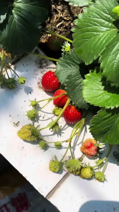 大犟种就是喜欢挑战😅阳台种草莓喽喽🍓#阳台种植 #盆栽草莓 #草莓苗 #草莓品种 #草莓配土