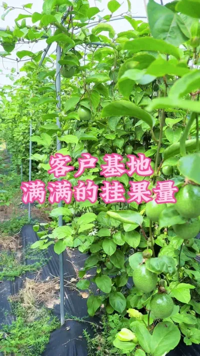 客户基地的果园挂果量满满当当的！#乡村守护人 #服务三农支持三农 #百香果 #抖音助农 #新农人计划 @抖音小助手 @DOU+小助手