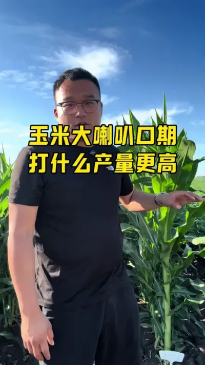 玉米大喇叭口期管理注意事项有哪些？ 防虫+防病+营养+调节+增产#抖音新农人 #知识分享 #玉米种植技术