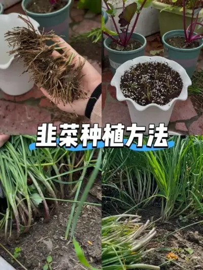 惊呆了&hellip;阳台种一盆可采收很多年！ 韭菜怕是最好种的蔬菜了，不爱生病，而且一个月就能割一次，对光照要求也不高！#阳台种菜 #种韭菜 #韭菜根 #韭菜种植方法 #最好种的蔬菜