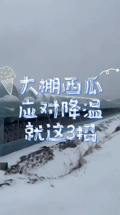 #大棚西瓜 #西瓜种植 #病虫害防治 #增产增收才是硬道理