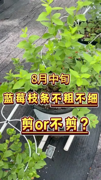 8月中旬&hellip;&hellip;蓝莓不粗不细的枝条，可以摘心打顶吗？打顶促分支肯定还来得及，但是有些地方也只能打最后一轮了，有些地方还能压枝促进更粗的新基生枝和背生枝～#盆栽蓝莓#楼顶果园#蓝莓#种植小技巧 #内容启发搜