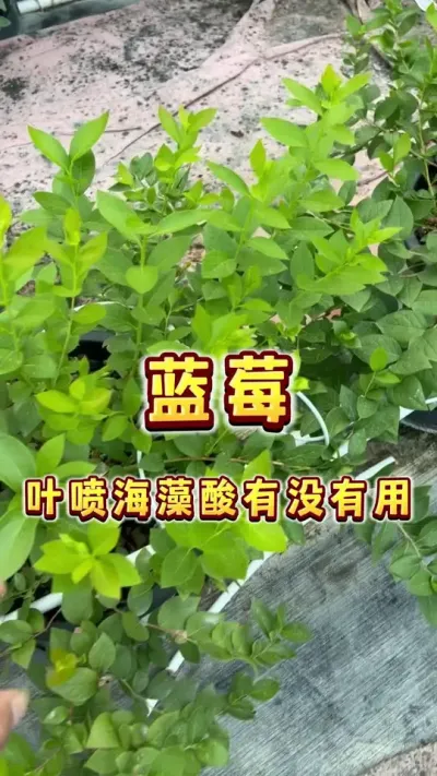 蓝莓叶喷海藻酸有没有用？#盆栽蓝莓 #盆栽果树 #种植小技巧 #家庭种植 #贝子的盆栽小果园