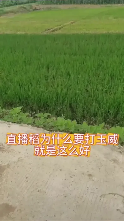 #水稻 #玉威