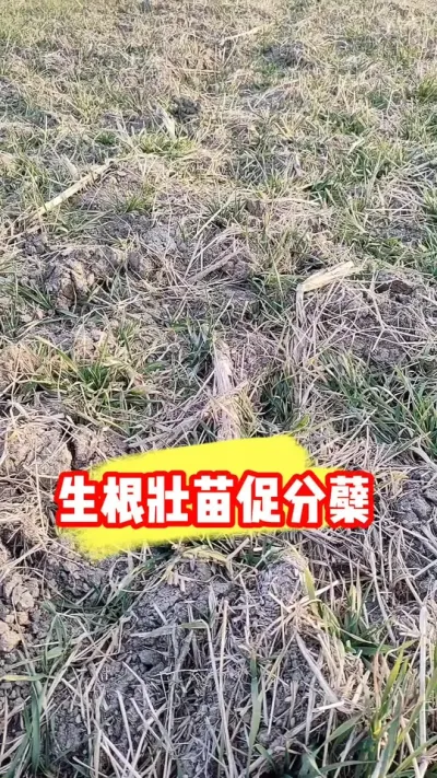 小麦生根壮苗促分蘖实惠配方分享 #小麦种植 #小麦 #小麦种植管理技术 #农业种植 #农资肥料