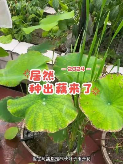 千万别低估了植物的生命力！哈哈😃万物皆可种😂#阳台种菜 #爱生活爱养花#荷花 #种植小技巧 #花卉绿植