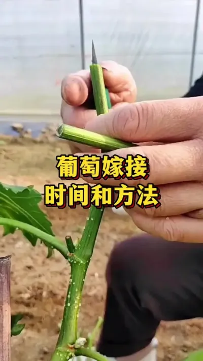 葡萄嫁接，时间和方法#农业种植 #三农 #农技推广 #葡萄种植技术