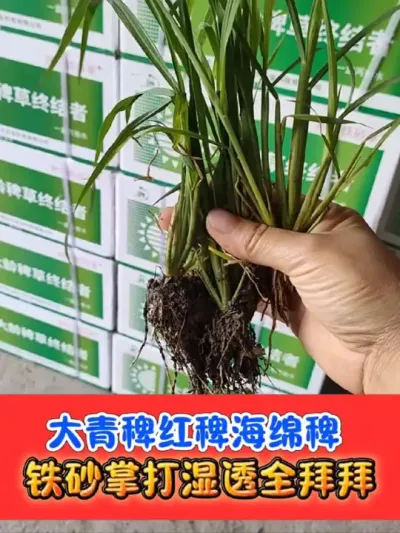 解决水稻田大青稗海绵稗红梗稗 铁砂掌打匀喷透打到根，死草烂根除草彻底#水稻除草 #水稻除草剂 #水稻种植 #铁砂掌除草剂 #农资肥料