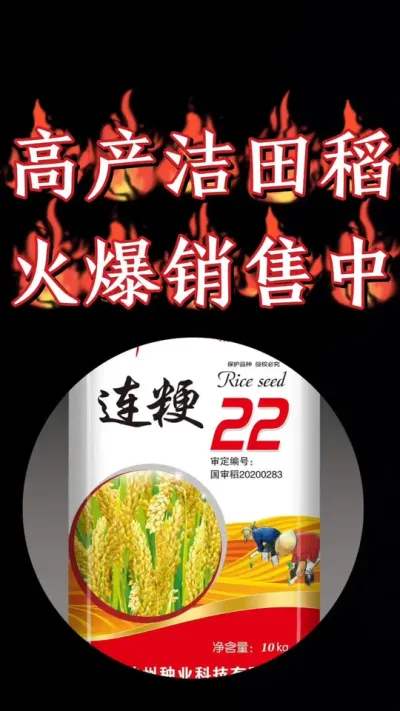 连粳22，高产洁田粳稻，抗倒抗病出米率高，2025销售火爆开始#连粳22 #水稻 #高产水稻品种 #水稻种植 #中国水稻 @江苏神州种业