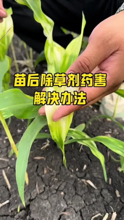 玉米除草剂药害解决方案 注意叶龄、用量用法及药剂的选择，避免出现除草剂药害症状#植保知识 #农业种植技巧 #分享农业知识帮农民增产增收