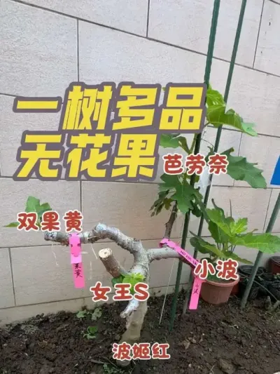 打造一树多品无花果最新进展，目前基本已经成型了。#无花果嫁接 #一树多品 #无花果