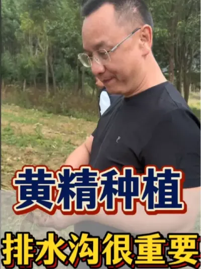 黄精 黄精种植，排水沟是很重要的一部分，该怎样整理排水沟呢？一起来看看吧。#农业 #三农 #黄精 #黄精种植 #排水沟