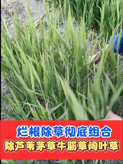 彻底除草烂根不反弹 轻松除掉芦苇茅草游草牛筋草葎草和各种阔叶菜，不影响下茬种植，死草烂根彻底#除草 #除草剂 #农资肥料 #抖音助农#除草配方