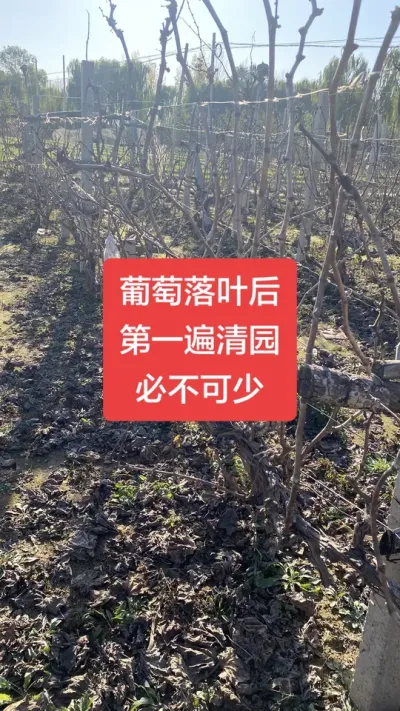 葡萄落叶后清园，必不可少，葡萄清园万能配方#葡萄清园#葡萄种植#葡萄高产