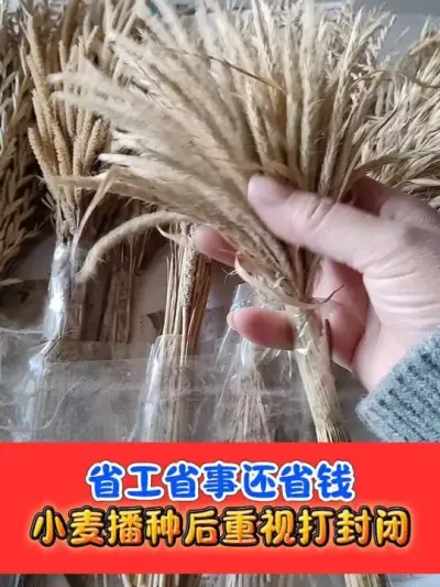 小麦播完及时封闭 #小麦种植 #小麦封闭除草剂 #农业种植