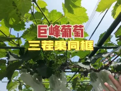 巨峰葡萄，同一个结果枝条出现一茬二茬三茬果？#巨峰葡萄 #庭院葡萄