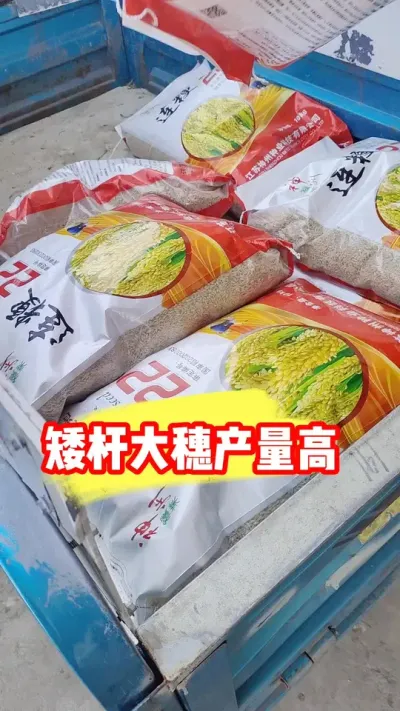 老客户回购连粳22，矮杆抗倒穗子大 #连粳22 #水稻种植 #水稻品种 #水稻种子 #农资肥料