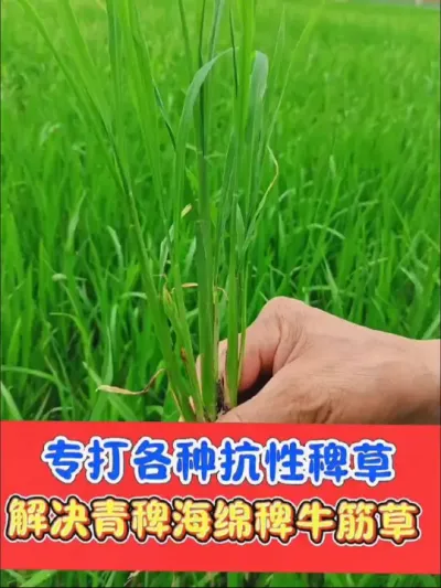 水稻田除稗草马唐牛筋草就用铁砂掌 《铁砂掌》水稻田大龄稗草克星#除草剂 #水稻种植 #水稻除草 #铁砂掌除草剂 #农资肥料