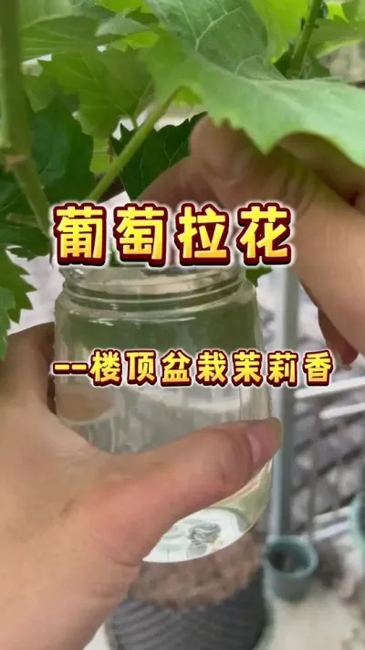 茉莉香葡萄拉花 茉莉香葡萄特别容易来花，但是天然小粒儿小串，是需要拉花的哟，不过也很简单，跟着我做，几分钟搞定#盆栽葡萄 #楼顶果园 #葡萄拉花 #葡萄自由#内容启发搜索