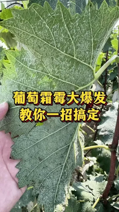 霜霉病大爆发，教你一个高招#葡萄种植