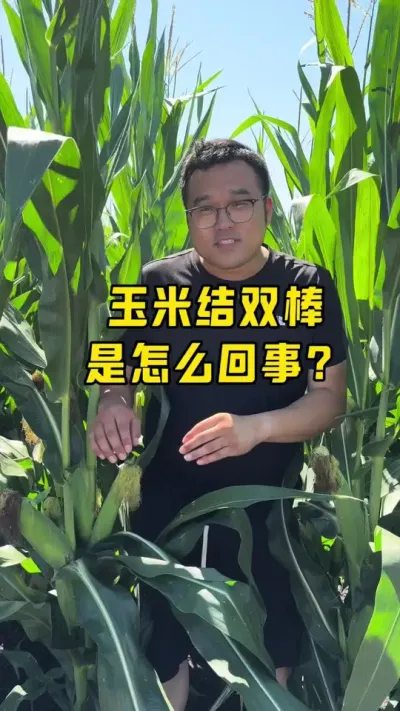 玉米为什么会长两个棒？ 1，基因选择。2，环境因素#农业种植 #玉米增产技术 #玉米高产种植技术