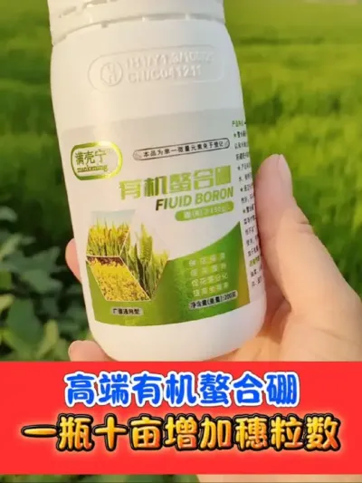 满壳宁有机螯合硼厂价直销 一瓶十亩地，水稻拔节孕穗期，破口期，灌浆期叶面喷施，提高结实率，增产显著#硼肥 #水稻种植 #农资肥料 #农业种植 #水稻