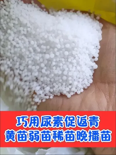 巧用尿素➕二氢钾➕臻硅叶面喷施，快速促进小麦返青分蘖生长，壮苗壮杆抗倒，增产增收#小麦 #农资肥料 #三农种植 #小麦高产技术 #臻硅